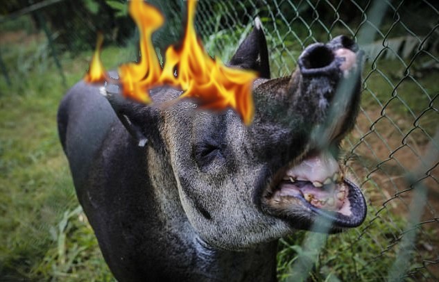 burning tapir.JPG